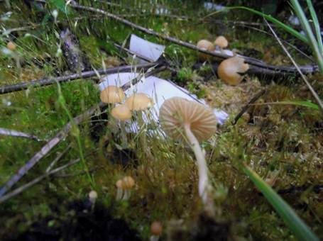 Rasen-Häubling, Foto 3