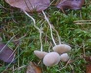 Rasen-Häubling, Foto 6