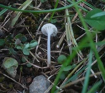 Rasenscheinhelmling, Foto 5