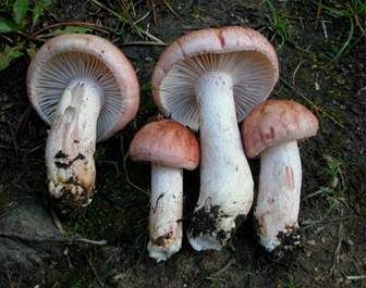 Rasiger Purpurschneckling, Foto 2