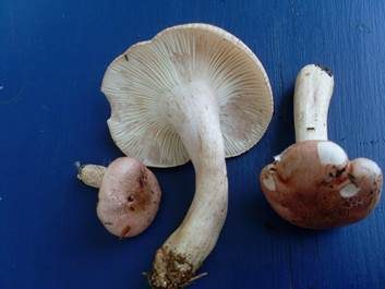 Rasiger Purpurschneckling, Foto 3