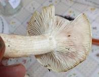 Rasiger Purpurschneckling, Foto 13