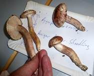 Rasiger Purpurschneckling, Foto 17