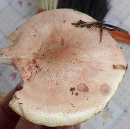 Rasiger Purpurschneckling, Foto 5