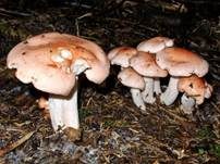 Rasiger Purpurschneckling, Foto 7