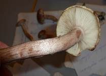 Rasiger Purpurschneckling, Foto 10