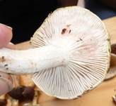 Rasiger Purpurschneckling, Foto 11