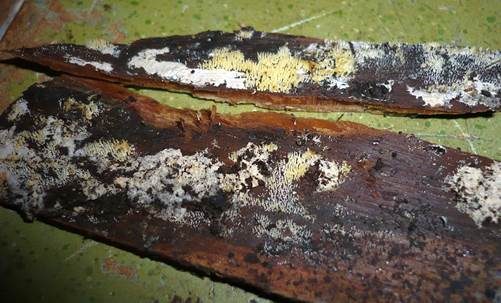 Rasiges Stachelspitzchen, Foto 3