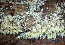 Rasiges Stachelspitzchen, Foto 5