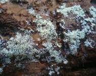 Rasiges Stachelspitzchen, Foto 7