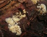 Rasiges Stachelspitzchen, Foto 9