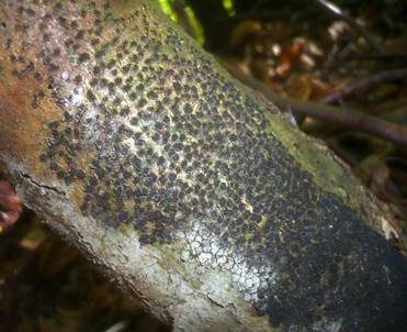 Rasigkrustiger Buchenkugelpilz, Foto 2