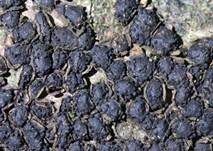 Rasigkrustiger Buchenkugelpilz, Foto 12