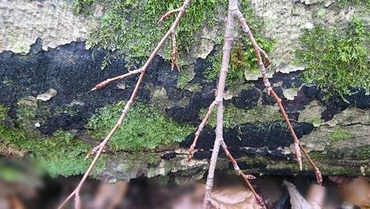 Rasigkrustiger Buchenkugelpilz, Foto 4