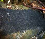Rasigkrustiger Buchenkugelpilz, Foto 6