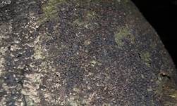 Rasigkrustiger Buchenkugelpilz, Foto 7
