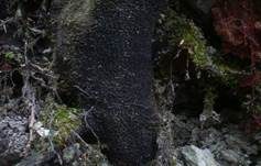 Rasigkrustiger Buchenkugelpilz, Foto 8