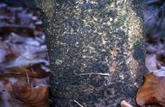 Rasigkrustiger Buchenkugelpilz, Foto 9