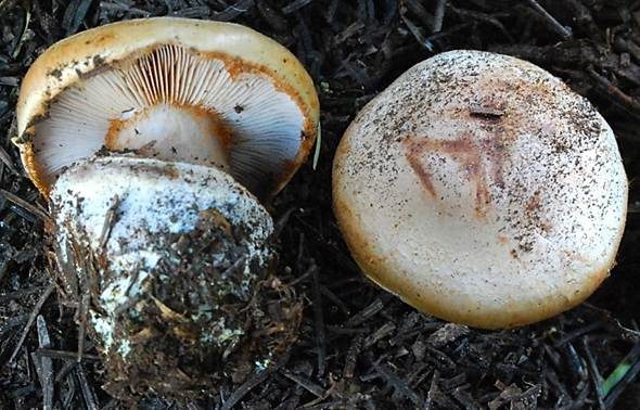 Rauchblättriger Klumpfuß, Foto 2