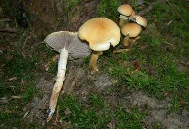 Rauchblättriger Schwefelkopf, Foto 2