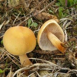 Rauchblättriger Schwefelkopf, Foto 3