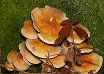Rauchblättriger Schwefelkopf, Foto 14