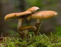 Rauchblättriger Schwefelkopf, Foto 31