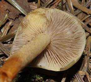 Rauchblättriger Schwefelkopf, Foto 5