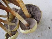 Rauchblättriger Schwefelkopf, Foto 37