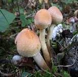 Rauchblättriger Schwefelkopf, Foto 47