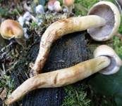 Rauchblättriger Schwefelkopf, Foto 48