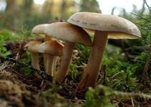 Rauchblättriger Schwefelkopf, Foto 53