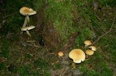 Rauchblättriger Schwefelkopf, Foto 54