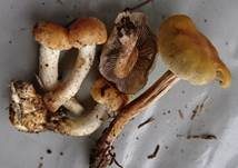 Rauchblättriger Schwefelkopf, Foto 56
