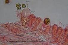 Rauchblättriger Schwefelkopf, Foto 70