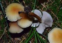 Rauchblättriger Schwefelkopf, Foto 10