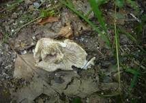 Rauchbrauner Schwärztäubling, Foto 21