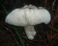 Rauchbrauner Schwärztäubling, Foto 23