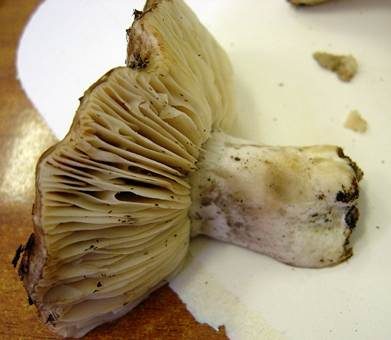 Rauchbrauner Schwärztäubling, Foto 5