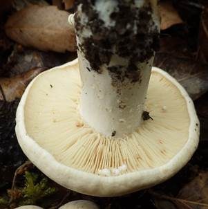 Rauchfarbener Milchling, Foto 3