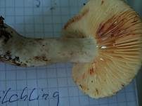 Rauchfarbener Milchling, Foto 18