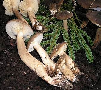Rauchfarbener Milchling, Foto 6