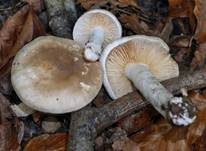 Rauchfarbener Milchling, Foto 8