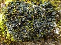 Blatt-Gallertflechte, Foto 13