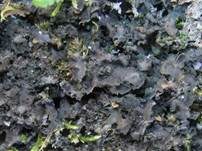 Blatt-Gallertflechte, Foto 6