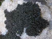 Blatt-Gallertflechte, Foto 7