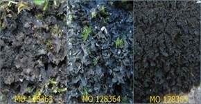 Blatt-Gallertflechte, Foto 8