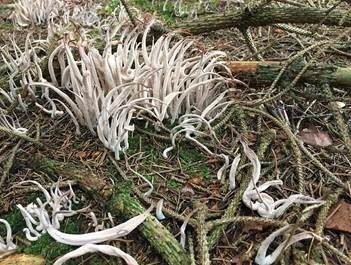 Rauchgraue Keule, Foto 5