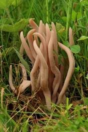 Rauchgraue Keule, Foto 6