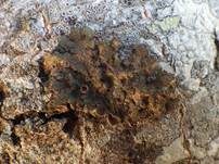 Raue Braunblattflechte, Foto 7